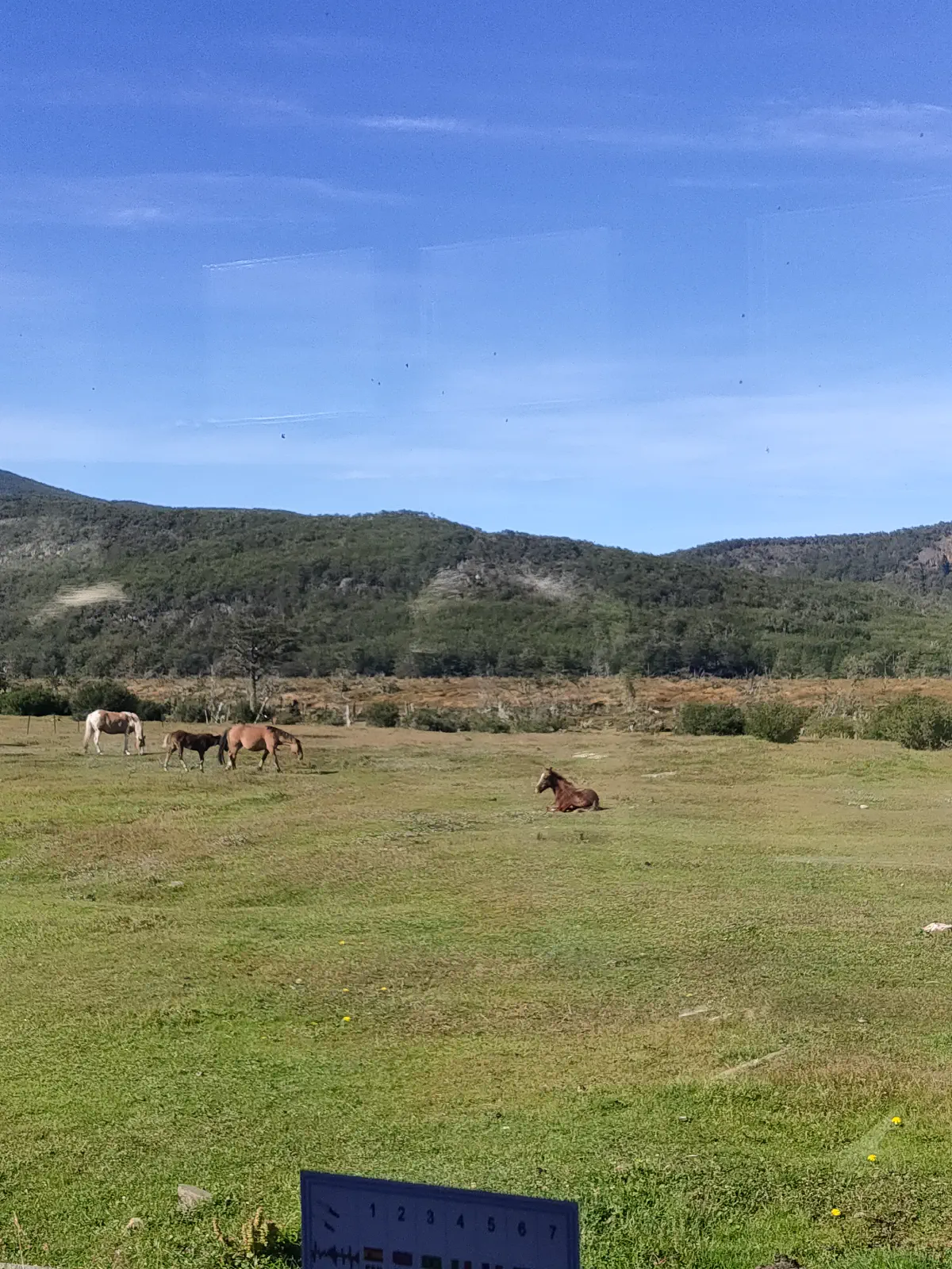 世界の果て号の車窓からみえる原野と野生の馬