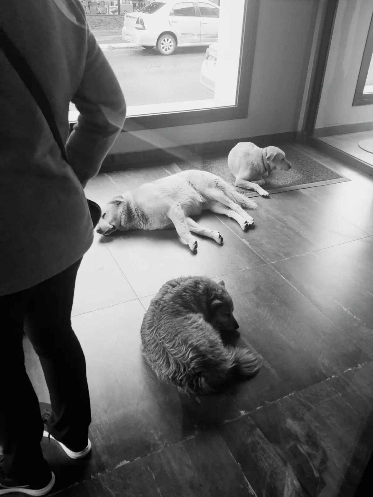 暖かい室内でくつろぐパタゴニアの犬