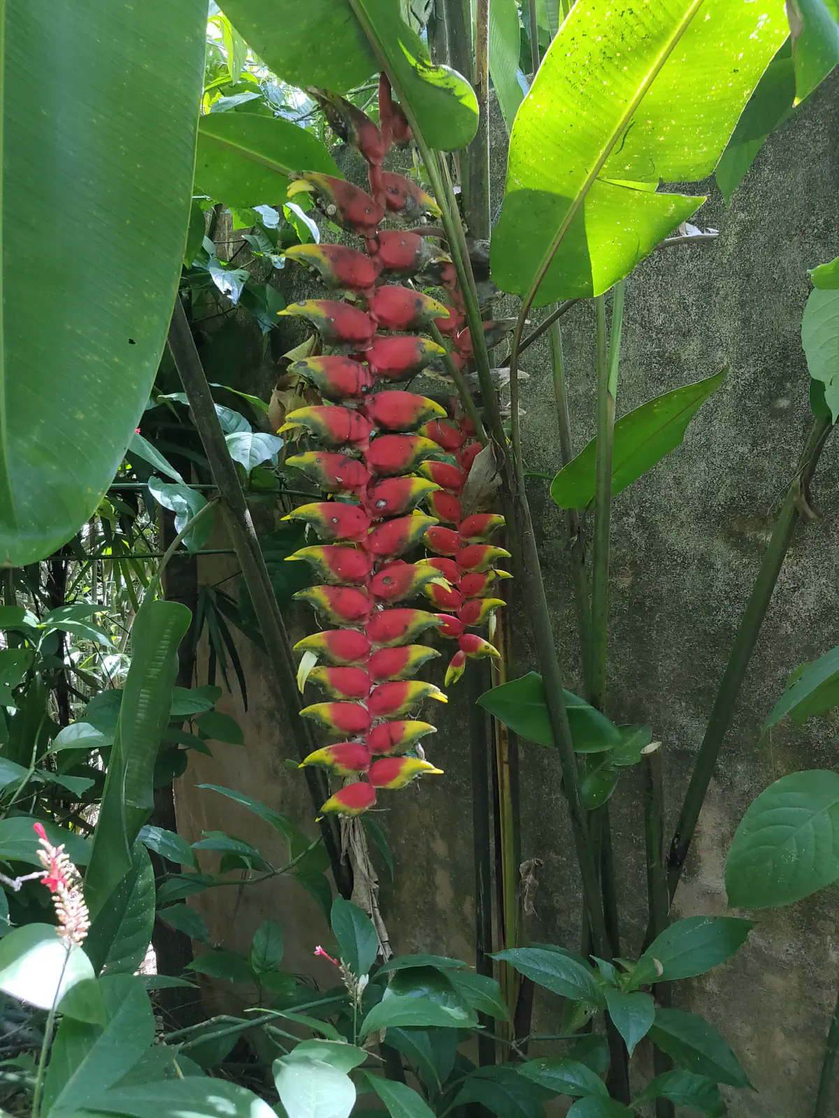 植物園の熱帯植物
