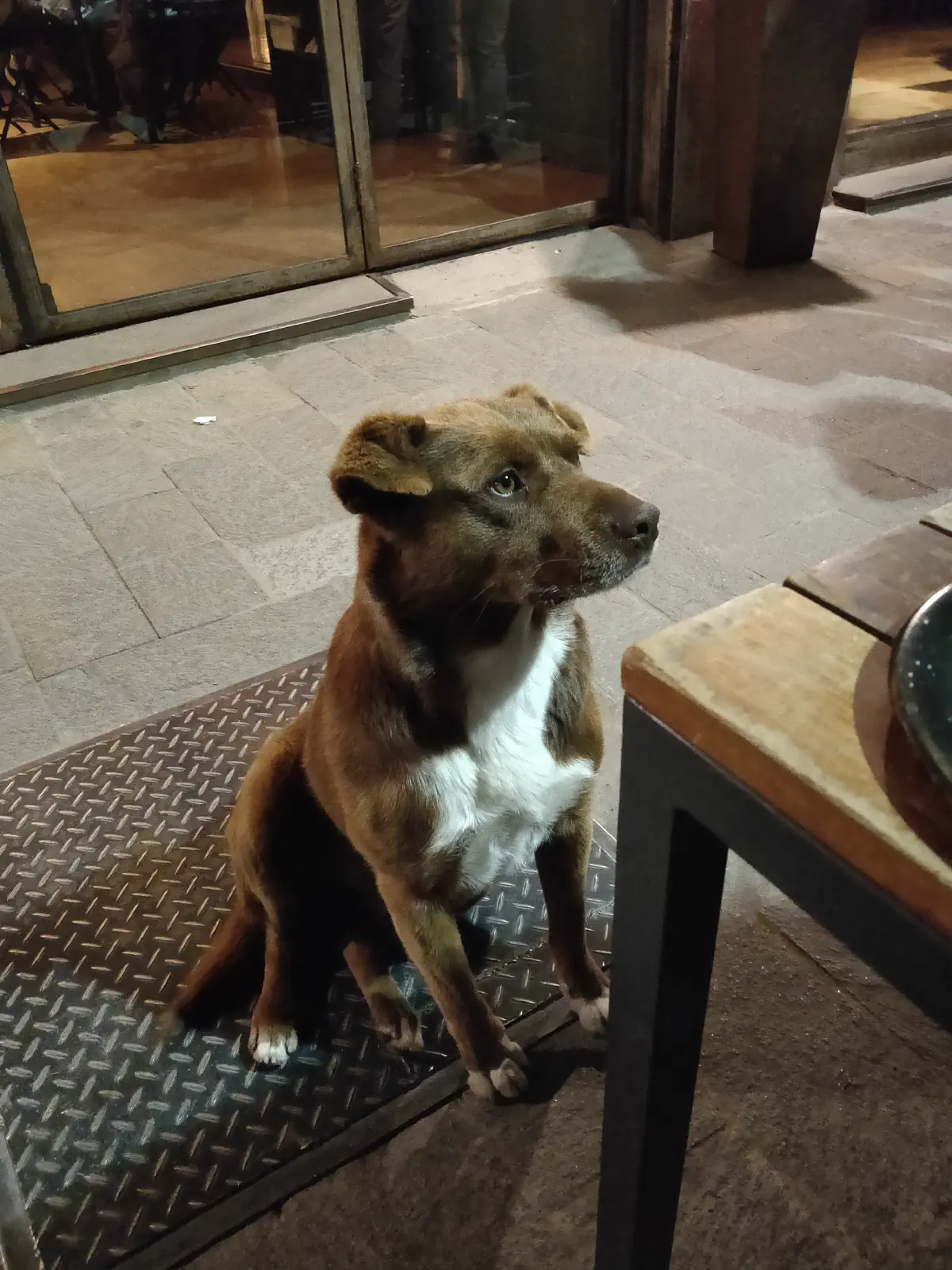 パタゴニア・エルカラファテの犬