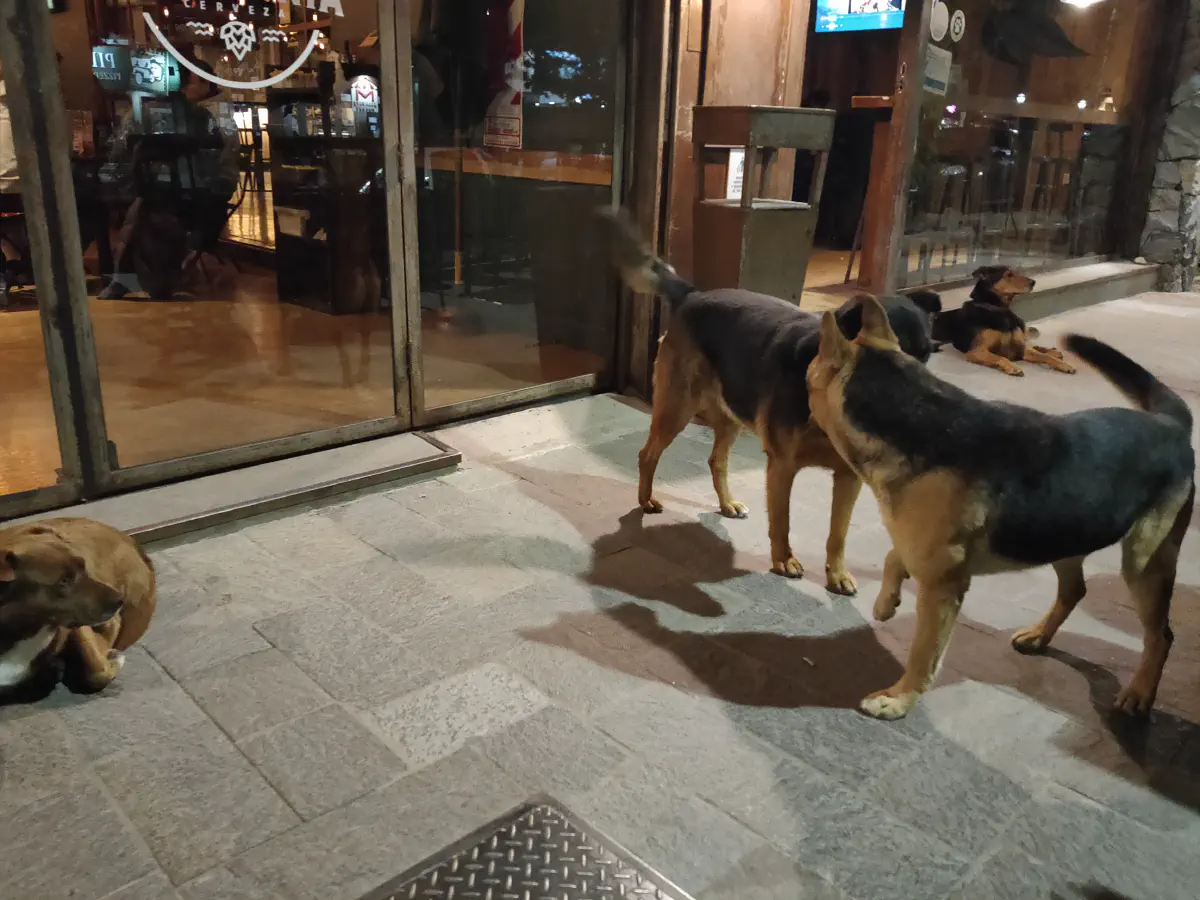 パタゴニア・エルカラファテの犬たち