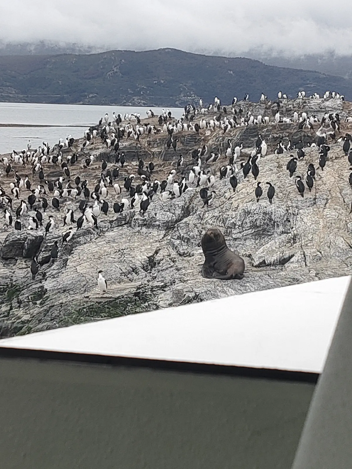 岩礁に群れるペンギンと休むアザラシ