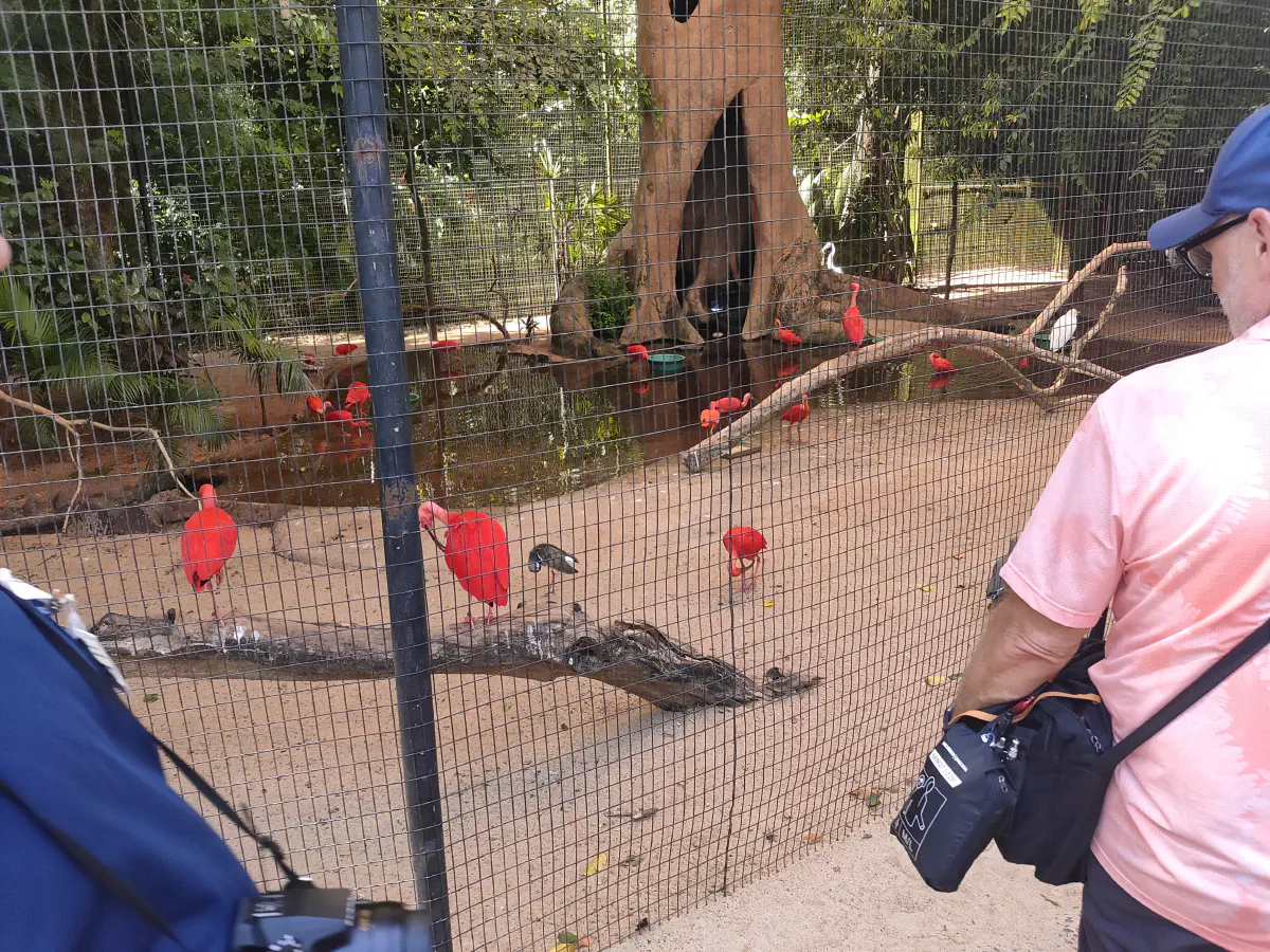 フォスドイグアスの鳥類公園の鳥舎に集まる赤いトキの群れ