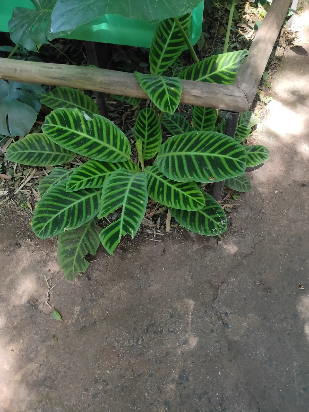 黒い縞模様の大きな葉が特徴的な熱帯植物