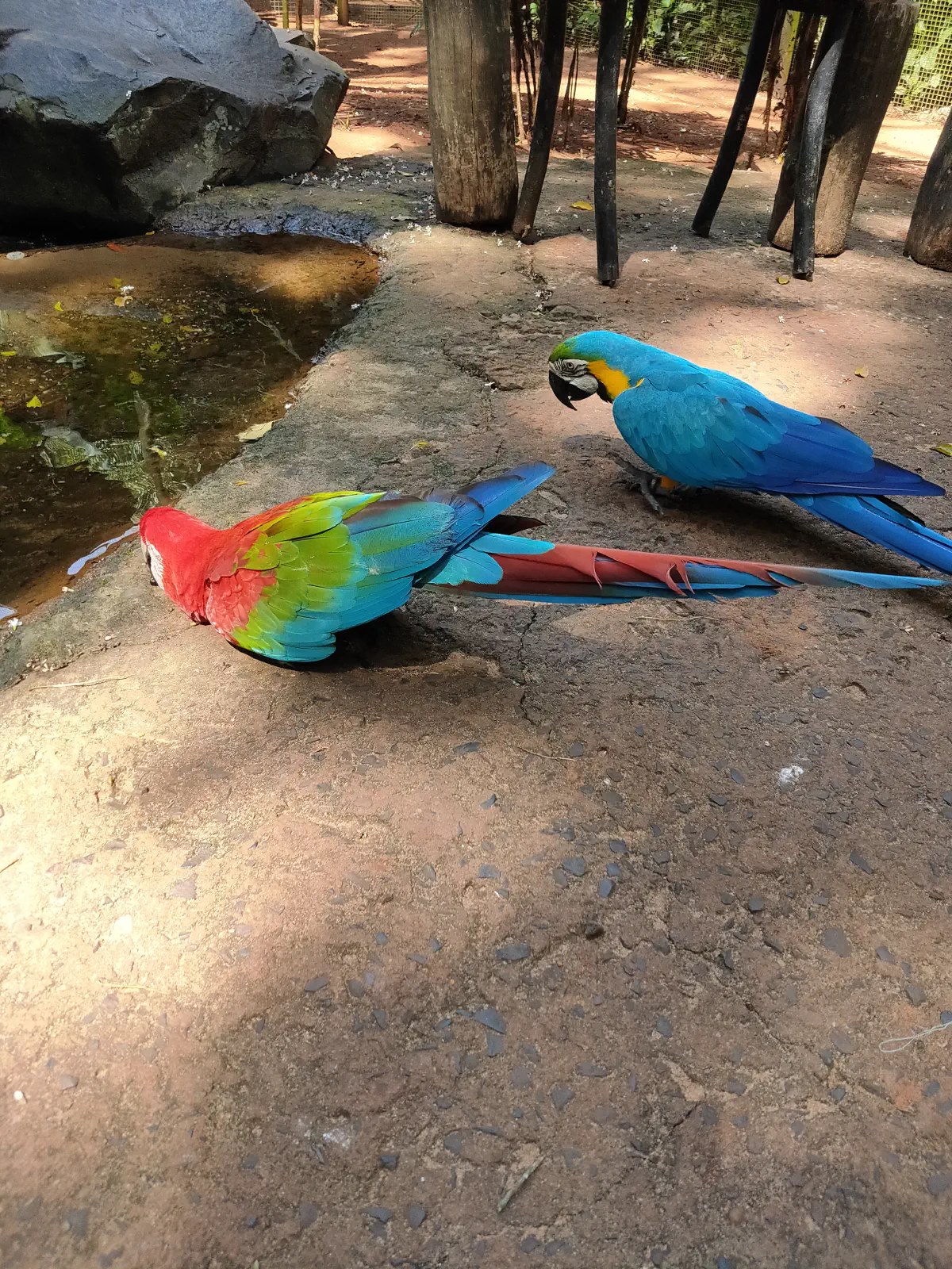 地面で向き合う赤と青黄色のコンゴウインコ2羽