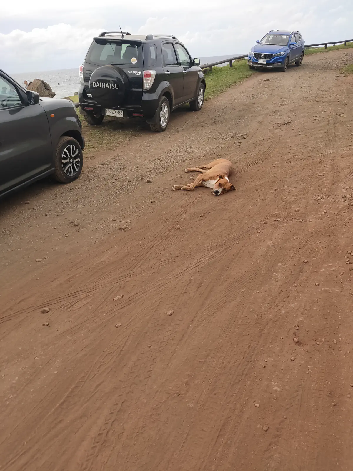 駐車場の赤土の地面に横たわる茶色い野良犬と周囲に停まった車数台