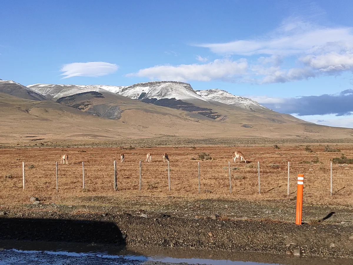 パタゴニアの荒野に立つフェンス越しに草を食むグアナコと雪山