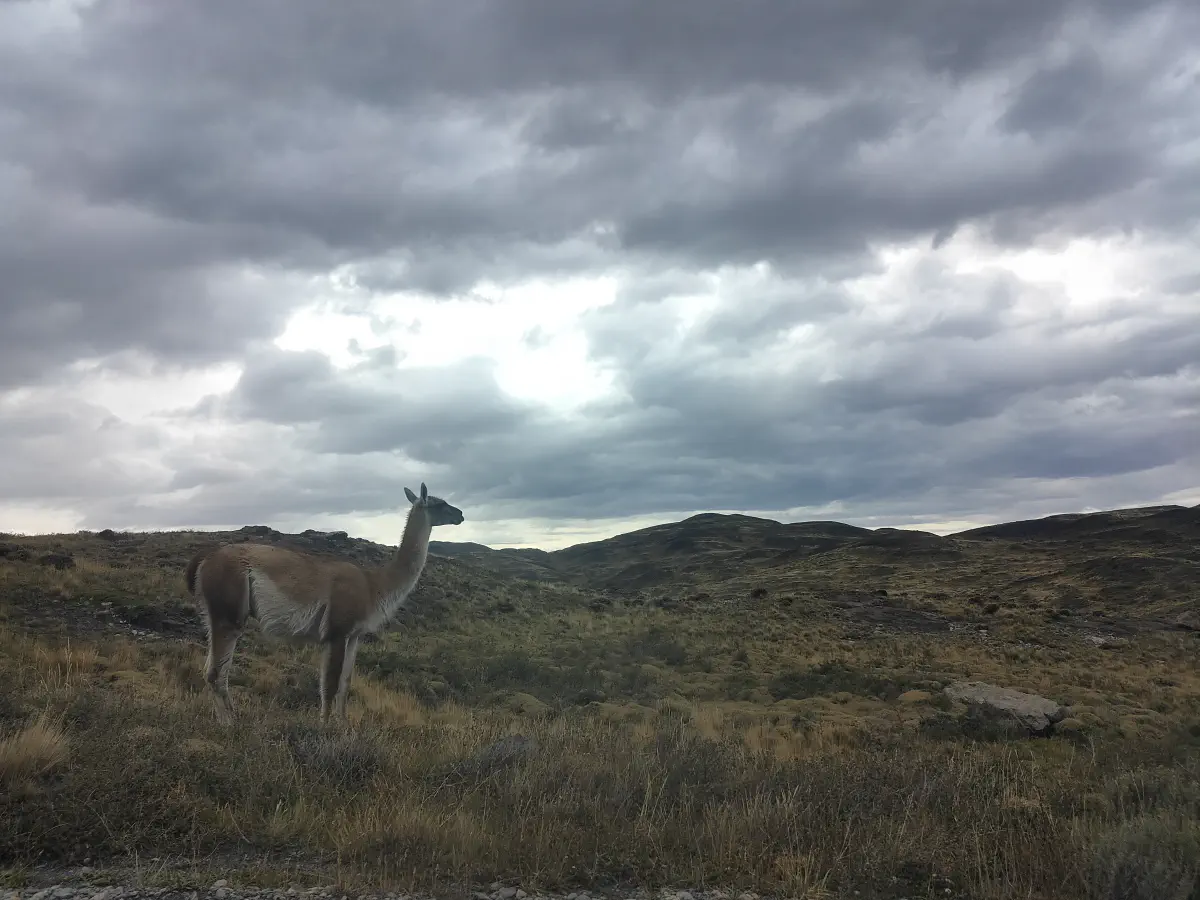パタゴニアの草原に佇む野生のグアナコ、曇り空と丘陵地帯を背景に